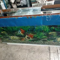 آکواریوم 110*20|ماهی|قم, نخودی|دیوار