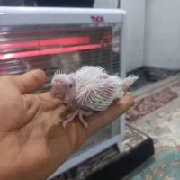 جوجه عروس سرلاکی