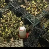 کته غاز تعداد بالا