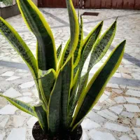 گل طبیعی زیبا|گل و گیاه طبیعی|رشت, جماران|دیوار