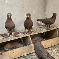 رواعب رواعبی دوکاکل|پرنده|قم, شهرک سازمان آب|دیوار