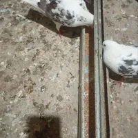 تعدادی کبوتر