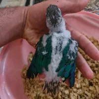 گرینچیک تراکوییس