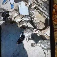 بوقلمون بالغ