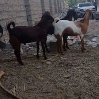 سه عدد کهره نژاد دار