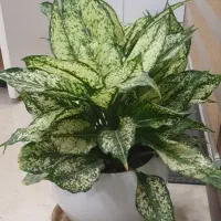 استخدام کارمند انبار قطعات موبایل (خانم)