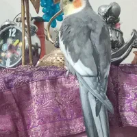 پرنده|پرنده|قرچک, میرزائی جنوبی|دیوار