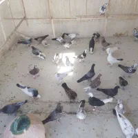 کبوتر
