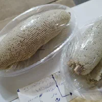 عسل کوهی|خوردنی و آشامیدنی|بوشهر, |دیوار