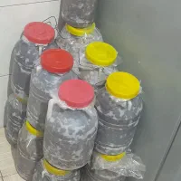 خرمای چنگالی