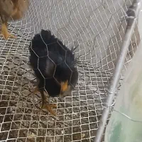 جوجه گلپایگان ۴عدد|حیوانات مزرعه|کرج, حصارک پایین|دیوار