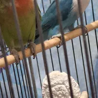 طوطی برزیلی یک جفت|پرنده|سنندج, |دیوار