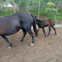 اسب مادیان با کره قاطر