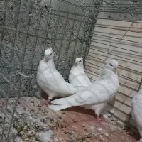 مفلق چشمو نوک سفید نوک ریز|پرنده|خمینیشهر, |دیوار