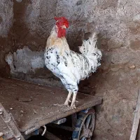 فروش ۳ عدد خروس جوان نژاد گلین  هرسه باهم