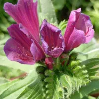 گل گاوزبان همیشه سبز هم بذرش دارم هم بوتش