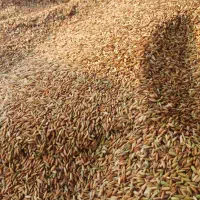 چلتوک شلب|خوردنی و آشامیدنی|شوشتر, |دیوار