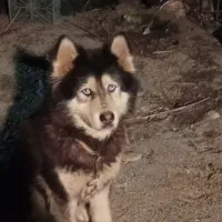 سگ هاسکی ماده