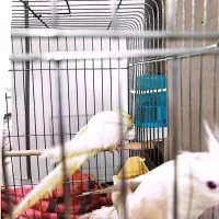 عروس هلندی جفت