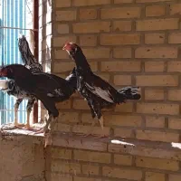 مرغ لاری|حیوانات مزرعه|جوادآباد, |دیوار