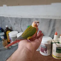 گرینچیک سرلاکی|پرنده|قم, باجک دو|دیوار