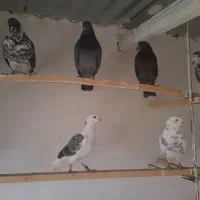 کبوتر فروشی