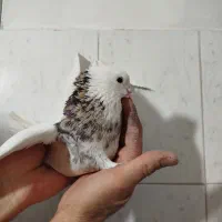 طوقی،ساده،کله سفید فروشی