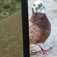 شازده زرد|حیوانات|قم, نیروگاه|دیوار