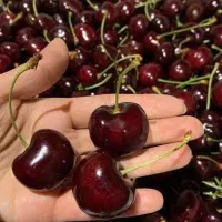 فروش رقم نهال گیلاس آلبالویی