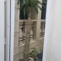 نخل ماداگاسکار قد ۱۷۰