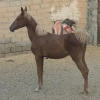 اسب مادیان کورد سن یک و نیم ساله