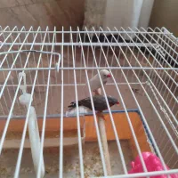 پرنده|پرنده|شیراز, کوشک میدان|دیوار