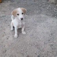 توله سگ نر ۶ ماهه