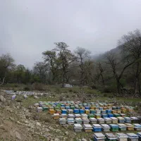 فروش زنبور عسل