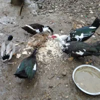 ۳ عدد اردک محلی ماده