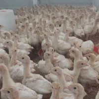 فروش بوقلمون درسنین مختلف