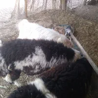 بره نر