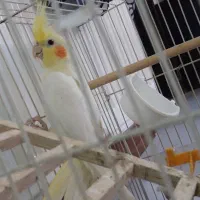 عروس هلندی نر