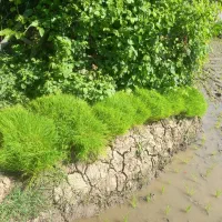 توم هاشمی درجه یک
