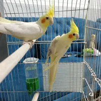 جفت عروس هلندی نزدیک تخم