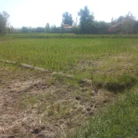 40000هزارمتر-شالی-سنتی-بره-جاده-قیمت-شکاری