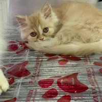 بریتیش پرشین (سفید و گارفیلدی)