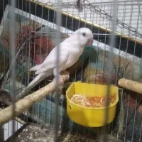 راهب نر تضمینی