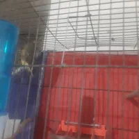 دوعدد قناری نر بخوان سالم ابهر|پرنده|ابهر, |دیوار