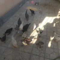 جوجه مرغ جهادی و سلطان|حیوانات مزرعه|اصفهان, بهاران|دیوار