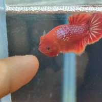 1 جفت فایتر  فول رد (هل بوی گرید دار )