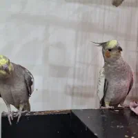 پرنده|پرنده|قدس, شهر‌قدس|دیوار