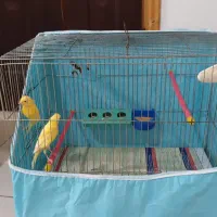 دو جفت قناری