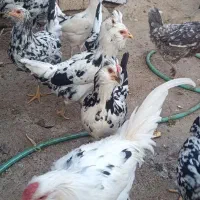 فروش تخم مرغ گلین