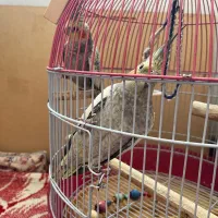 عروس هلندی
